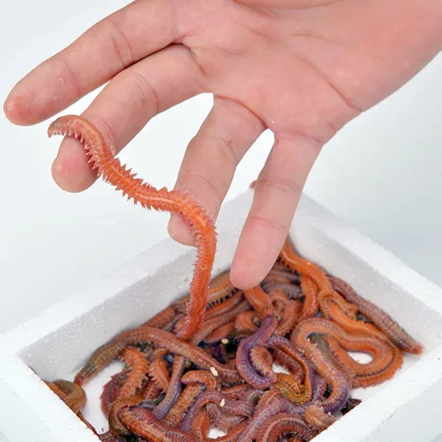Lugworm